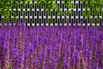 Beautiful city park with lavender field. Summer and vacation.
