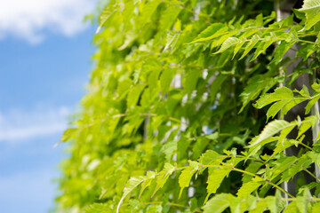 Beautiful city park, lots of greenery. Summer and vacation.