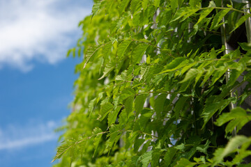 Beautiful city park, lots of greenery. Summer and vacation.