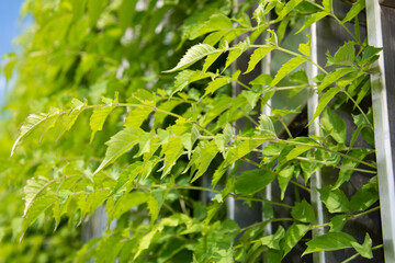 Beautiful city park, lots of greenery. Summer and vacation.