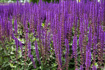 Obraz premium Beautiful city park with lavender field. Summer and vacation.