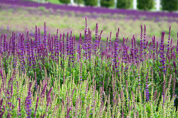 Beautiful city park with lavender field. Summer and vacation.