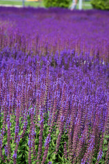 Obraz premium Beautiful city park with lavender field. Summer and vacation.