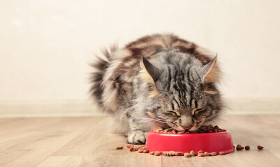 Beautiful cat eating pet food on light background. Cute domestic animal. - Powered by Adobe