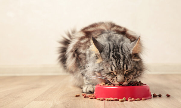 Beautiful cat eating pet food on light background. Cute domestic animal.