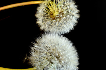 Two dandelion flowers with ripe seeds and fluffy umbrellas.
