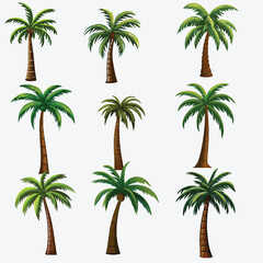 Collection of Vector Palm Trees in Different Variants, Isolated on a White Background
