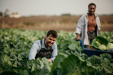 Two hard workers on a farm harvesting fresh cabbage on the agricultural land.