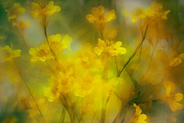 Naklejka na ściany i meble abstract yellow translucent flowers close up