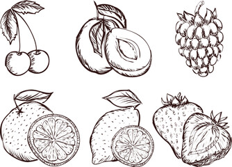 Set of hand drawn fruits and berries. Vector illustration in sketch style.