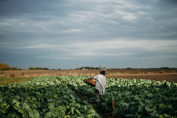 African American farm female worker harvesting raw veggies on the farm. Copy space