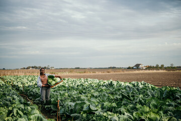 African American farm female worker harvesting raw veggies on the farm. Copy space