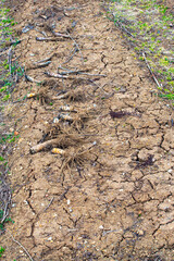 Garden cabbage patch in early spring
