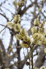 A willow twig with budding buds on a spring day