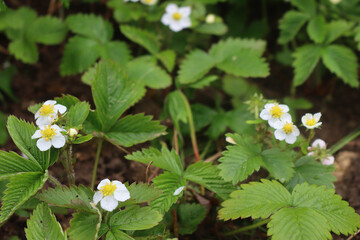Wild strawberry plants in bloom on springtime. Fragaria vesca flowers on selective focus