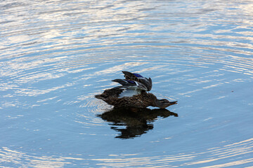 Rouen duck swimming in a lake