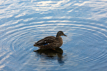 Rouen duck swimming in a lake