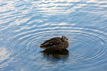 Rouen duck swimming in a lake