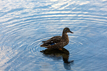 Rouen duck swimming in a lake
