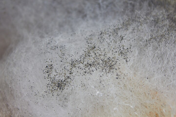 mold fungi,Rhyzopus,bred mold is a gnus of tsommon saprophytic fungi