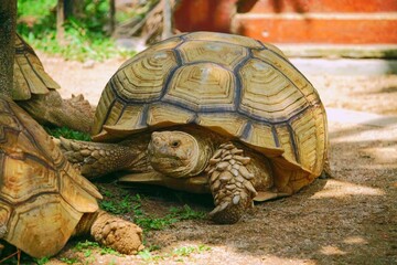Fototapeta premium High Definition Sulcata tortoise, Geochelone sulcata, African spurred tortoise walking on the ground, Animal conservation and protecting ecosystems concept.