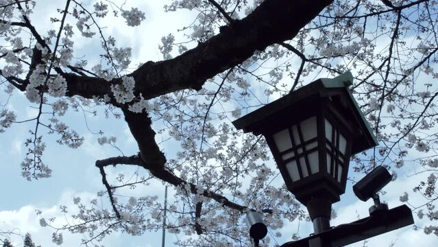 Arboles de Sakura floreciendo en templos de Japon en Tokyo
