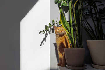 Domestic red cat near green plants in pots in interior.