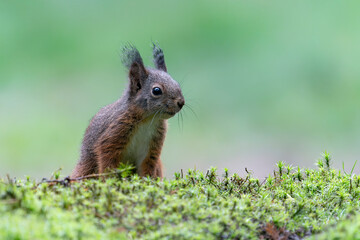 Curious Eurasian red squirrel (Sciurus vulgaris) in the forest of Noord Brabant in the Netherlands.         