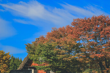 the tree at fall season at Shirakawa go, Japan