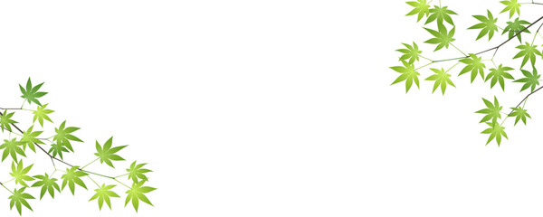 夏らしい青もみじの枝とシンプルな白背景のバナー、ヘッダー用イラスト