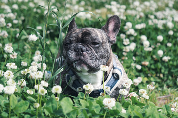 french bulldog in a white clover filed