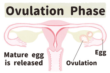 Menstrual cycle diagram; Ovulation phase PNG