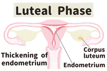 Menstrual cycle diagram; Luteal phase PNG