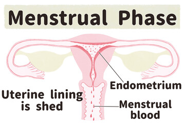 Obraz premium Menstrual cycle diagram; Menstrual phase PNG