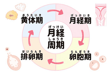 Menstrual cycle pie chart; Japanese language PNG