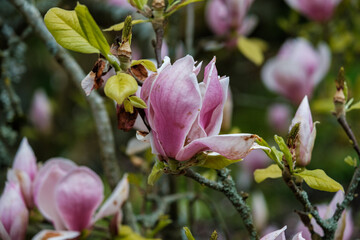 Magnolia flowers with differential focus blurring some