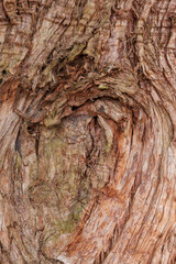 Detail of bark/trunk of a Japenese cedar tree