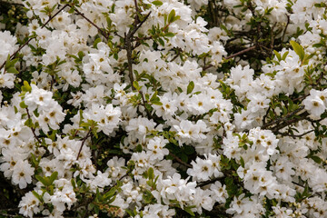 Commom pearlbush (Pearlbush) flowers in early spring