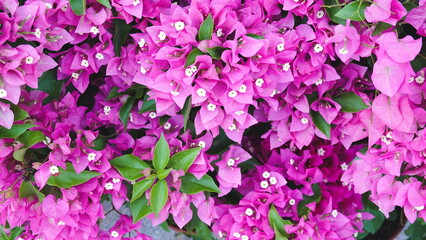 Purple Bougainvillea Flowers and Green leaves. Beautiful Summer Floral Background. Garden Decision