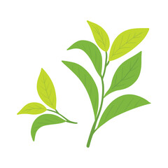 green tea leaves