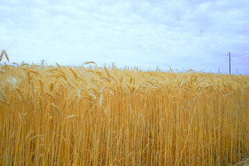a field of ripe yellow wheat against a blue sky