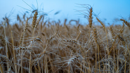 Close-up of wheat growing outdoors, Golden wheat