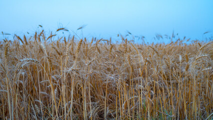 The golden wheat field under the blue sky, Field