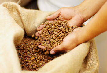Hands, production and coffee beans in a burlap sack for organic, natural and fresh caffeine. Industry, grain and closeup of a barista with raw ingredient to produce espresso or cappuccino in a cafe.