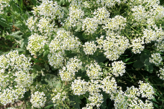 ild flowers petals white color detail view natural macro photography
