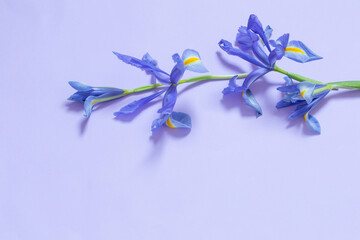 blue irises on purple paper background