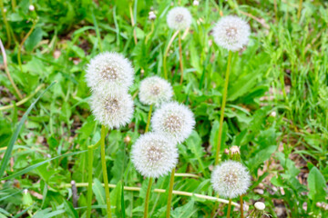 Glade of fresh meadow dandelions on a sunny spring day. Flowering dandelions. Excellent background for the expression of spring mood. Dandelion plant with a fluffy bud.