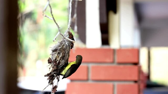 Close-up of long-billed spiderhunter bird weaving nest at residential home