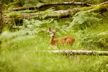 Nature, baby and environment with deer in forest for wildlife, summer and hunting. Newborn, wilderness and fauna with animal in grass field of woods for peaceful, meadow and natural ecosystem