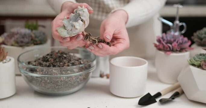 Woman preparing Echeveria Succulent rooted cutting for transplantation in a pot